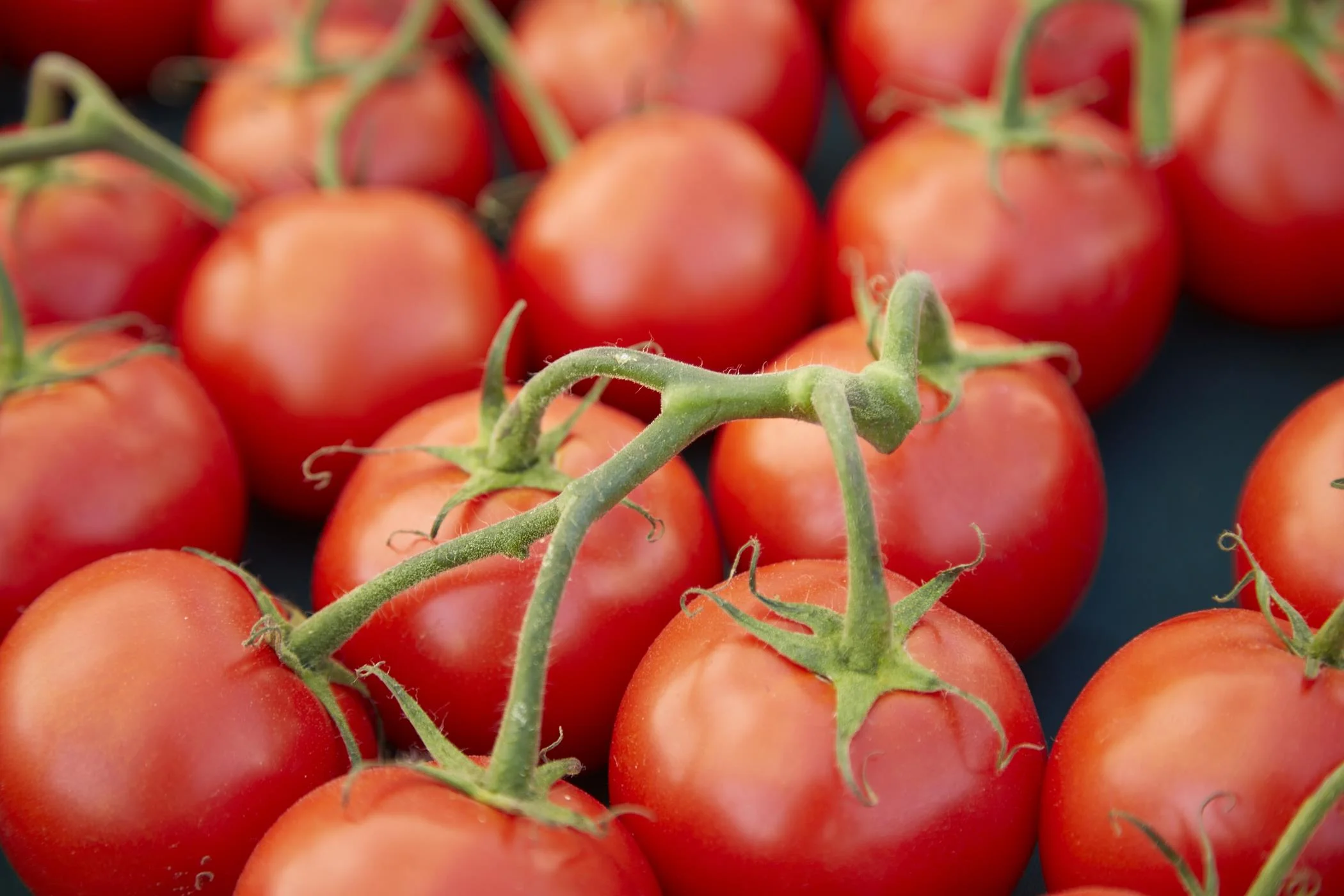 The bustling Downtown Rochester Farmer's Market, a community staple for fresh, local produce.